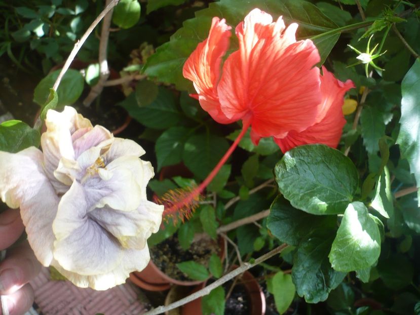 P1390226 - HIBISCUSI 2018-3