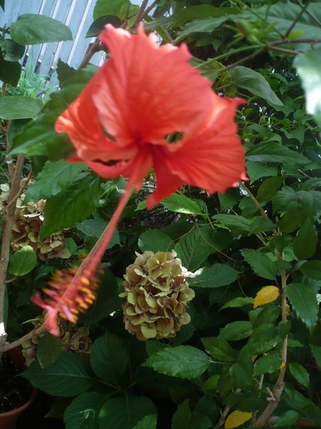 P1390229 - HIBISCUSI 2018-3