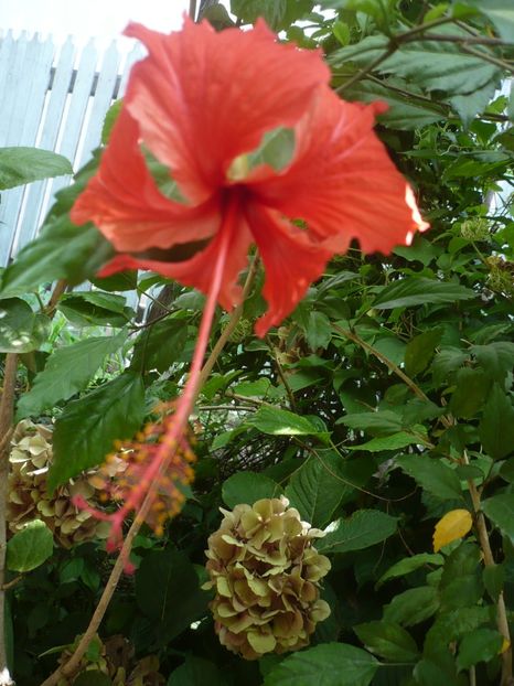 P1390231 - HIBISCUSI 2018-3