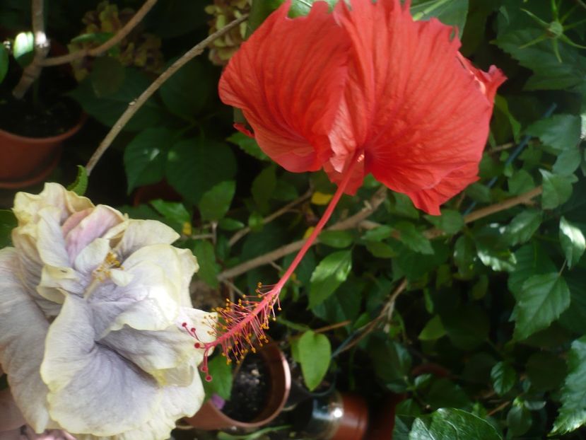 P1390232 - HIBISCUSI 2018-3