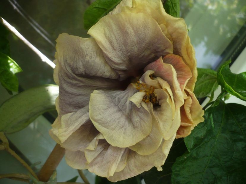 P1390235 - HIBISCUSI 2018-3