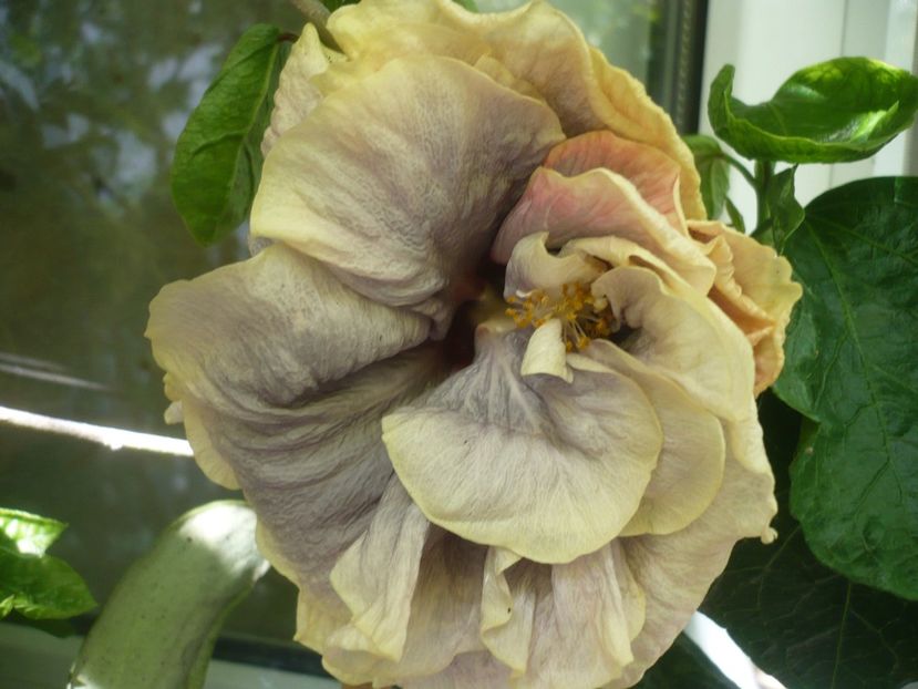 P1390238 - HIBISCUSI 2018-3