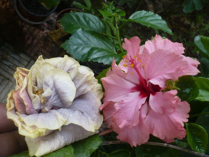 03.08.2018 - Grannie s Bonnet