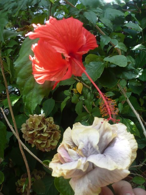 P1390227 - Grannie s Bonnet