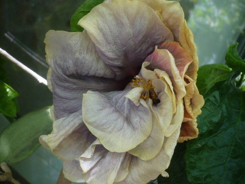 P1390233 - Grannie s Bonnet