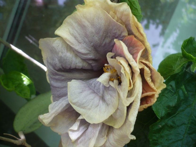 P1390234 - Grannie s Bonnet