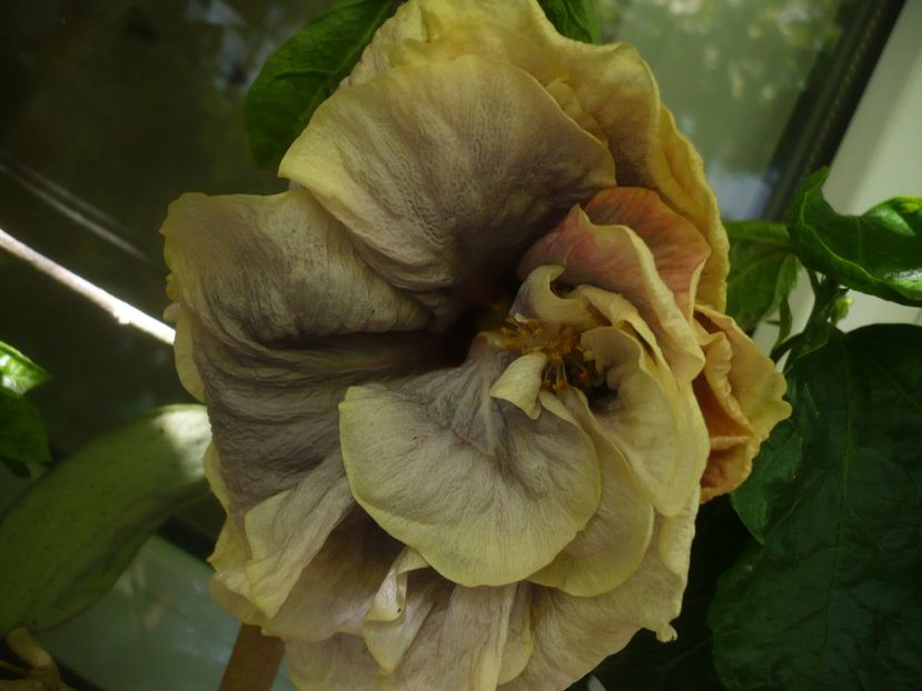 P1390236 - Grannie s Bonnet