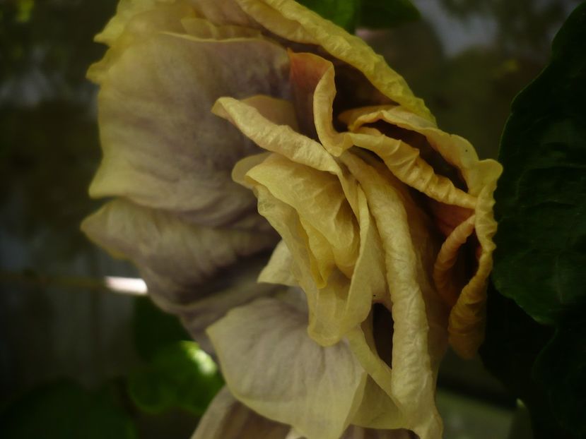 P1390237 - Grannie s Bonnet