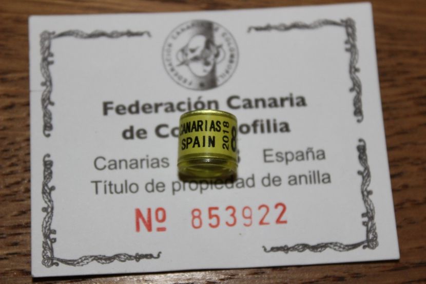 F. CANARIA C.C. ESPANA 2018 - CANARIA   SPANIA