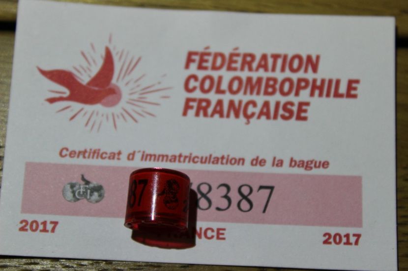  - INELE PENTRU SCHIMB csere gyuru