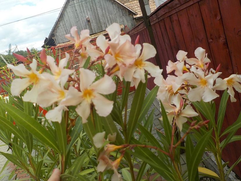  - angiolo pucci nr 28