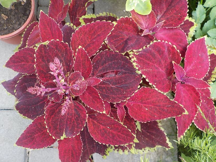  - coleus