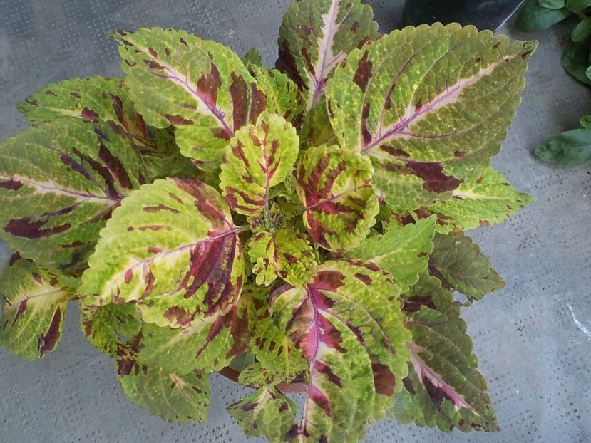  - coleus