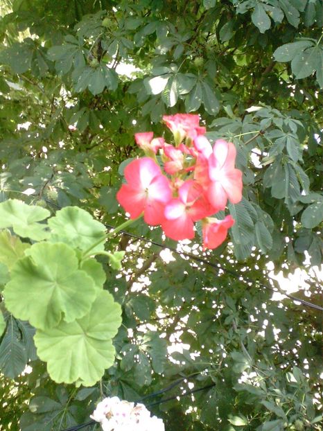 IMG00954 - Flori 2018