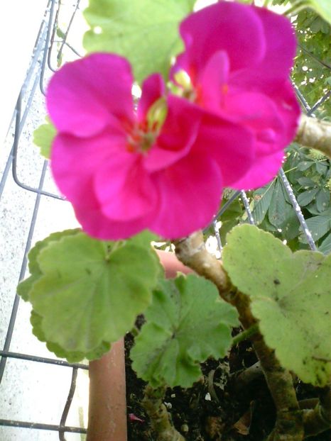 IMG00953 - Flori 2018