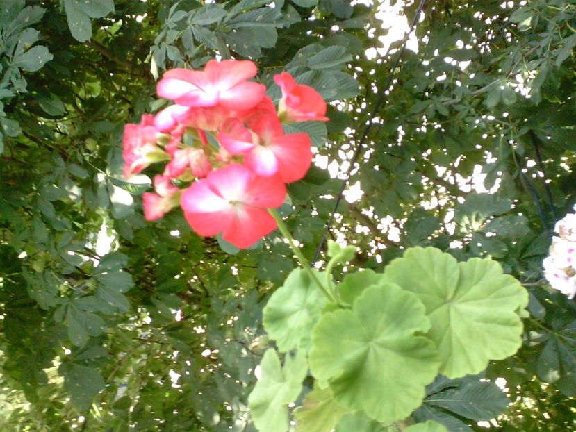 IMG00955 - Flori 2018