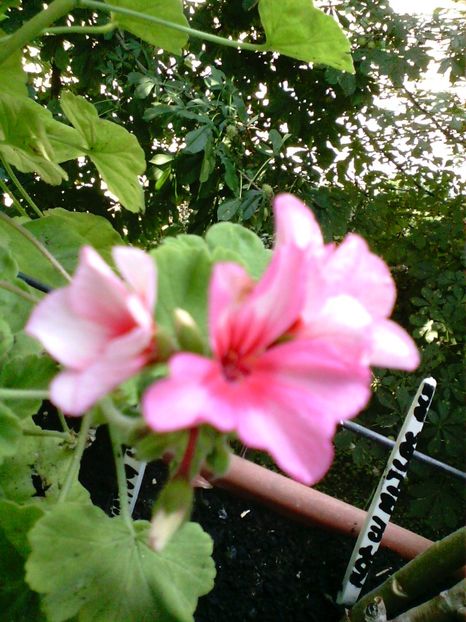 IMG00957 - Flori 2018