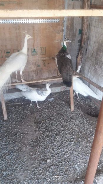 received_108998663292813 - P---PAUNI 2016-2018