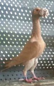  - C A  R  I  E  R  I