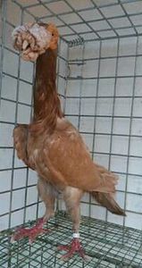 Femela din Bulgaria - C A  R  I  E  R  I