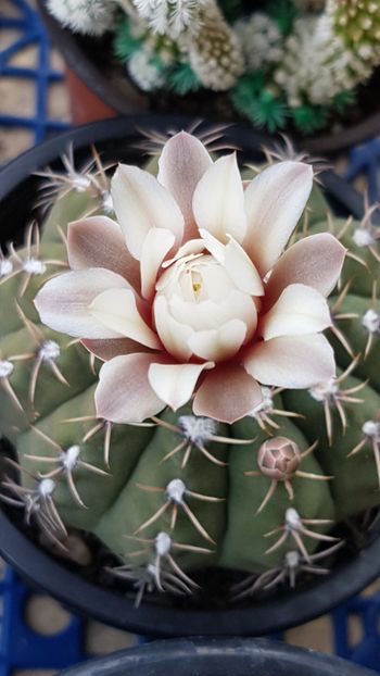 Gymnocalicium quehlianum-foarte harnic - Cactusi si plante suculente 2017-2018-2019