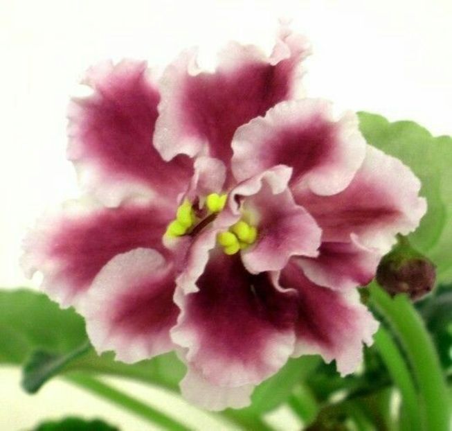 Rs Kabare poza net - RS Kabare