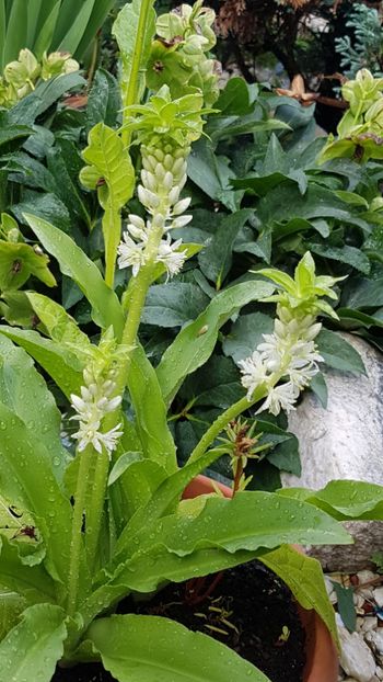 Eucomis - August 2018