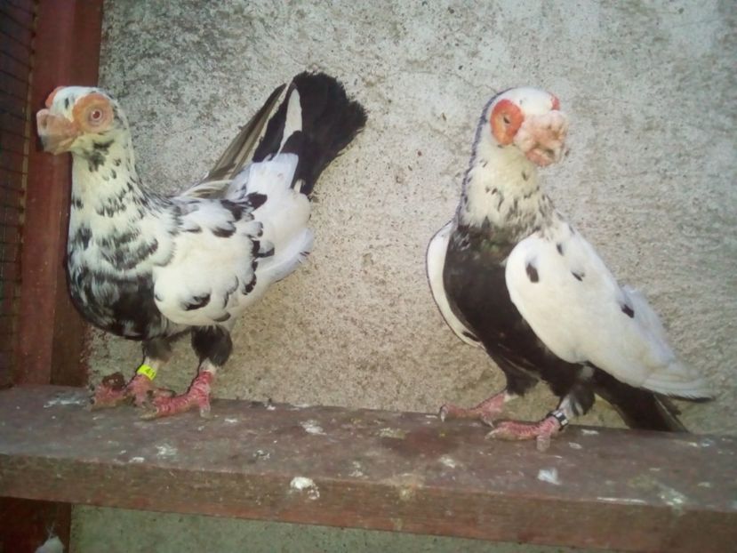 F 2017 - M 2016 - Carunculați 2018