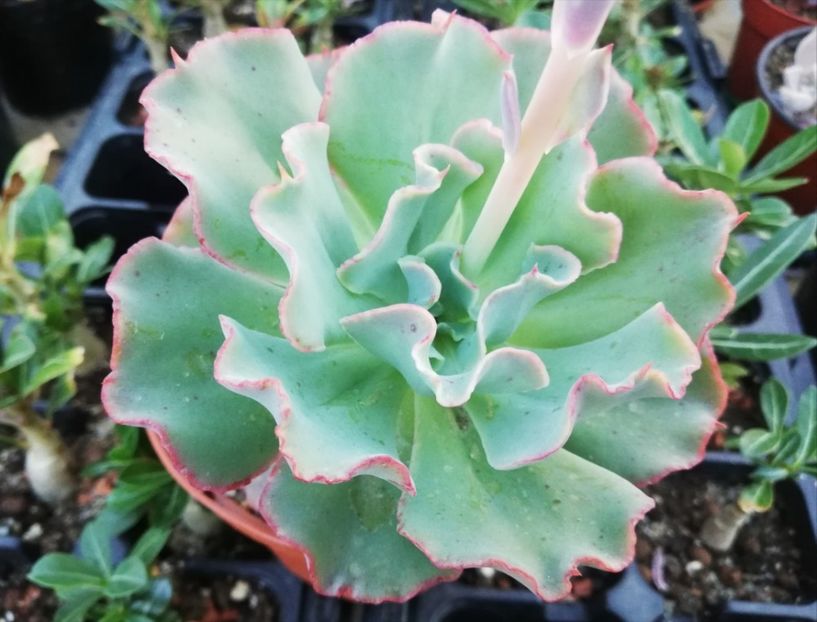 Echeveria "Meridian" - Echeveria