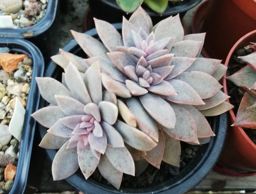 Echeveria carnicolor - Echeveria