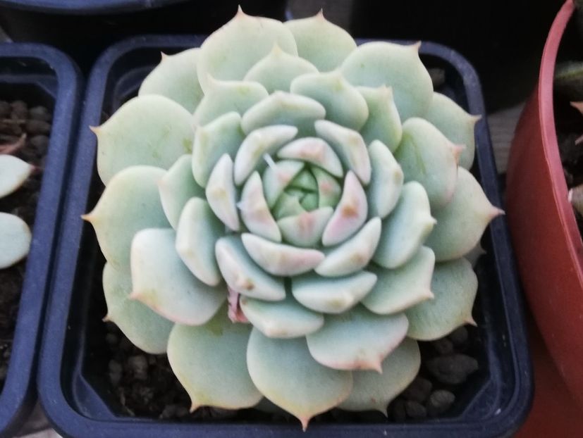 Echeveria derenbergii - Echeveria