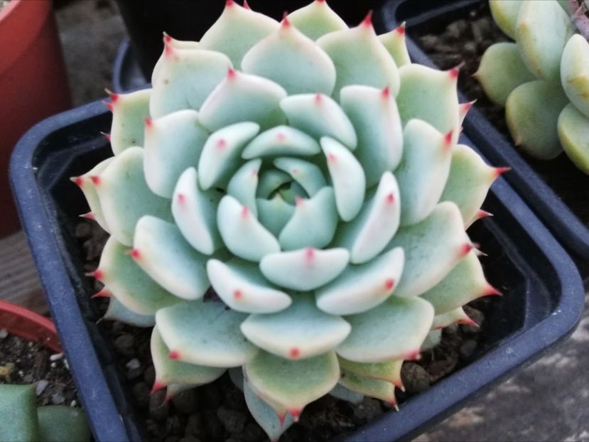 Echeveria cuspidata - Echeveria