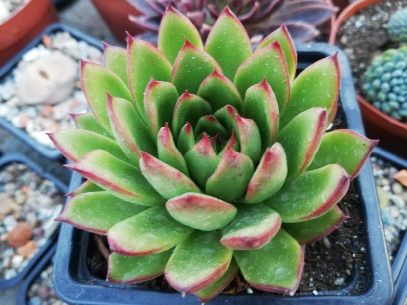 Echeveria - Echeveria