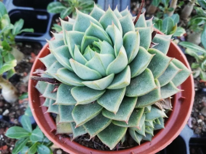 Echeveria "Fabiola" - Echeveria