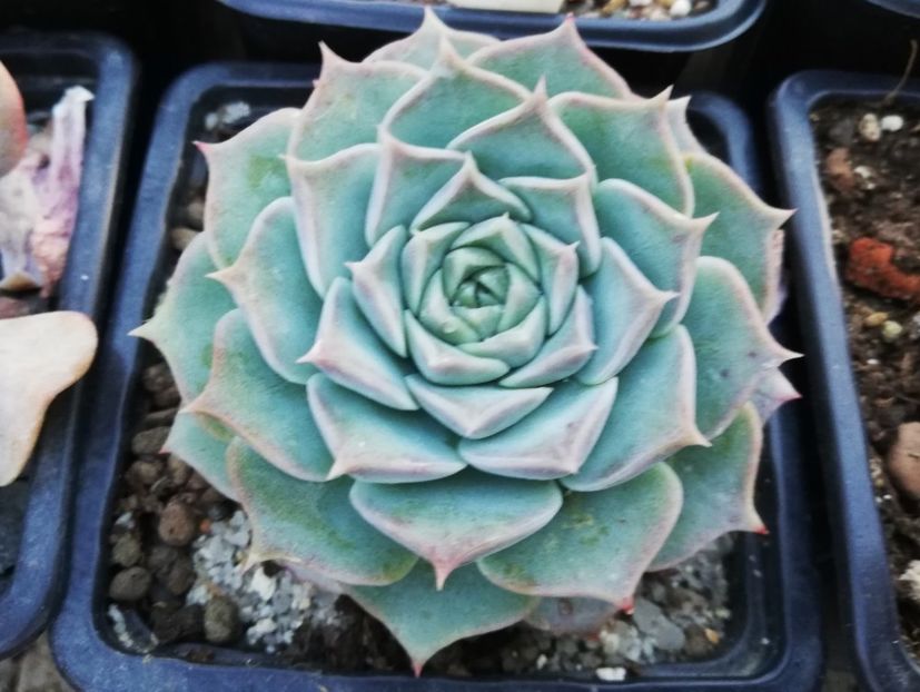 Echeveria "Zara" - Echeveria