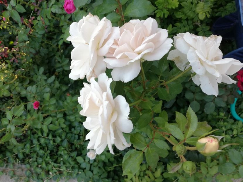  - Uetersener klosterrose- urcator