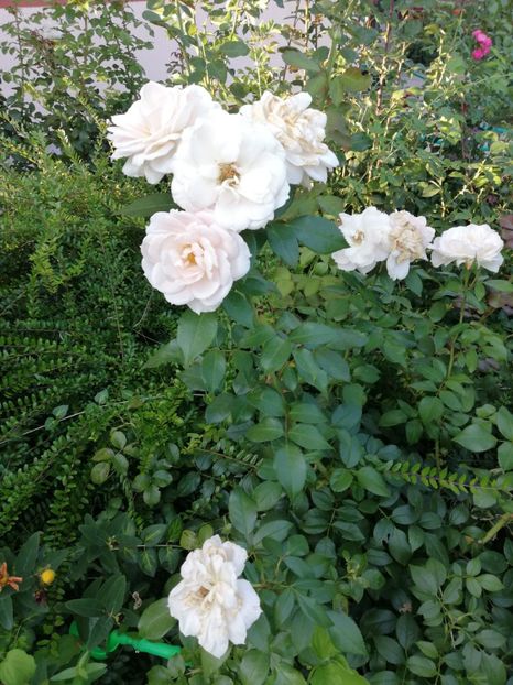  - Uetersener klosterrose- urcator