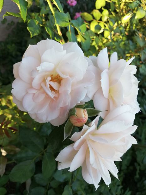  - Uetersener klosterrose- urcator