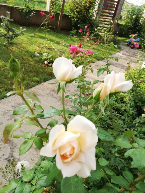  - Uetersener klosterrose- urcator