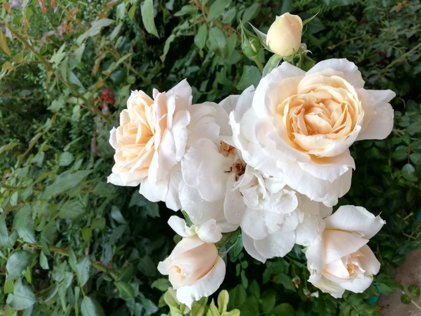  - Uetersener klosterrose- urcator