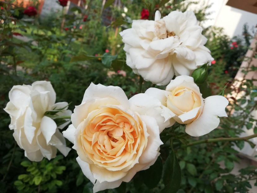  - Uetersener klosterrose- urcator