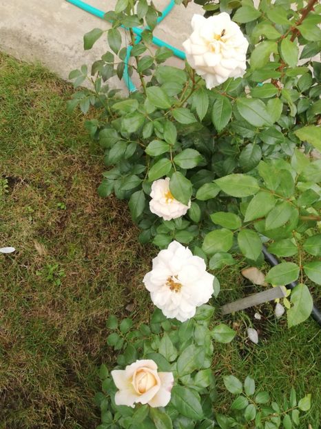  - Uetersener klosterrose- urcator