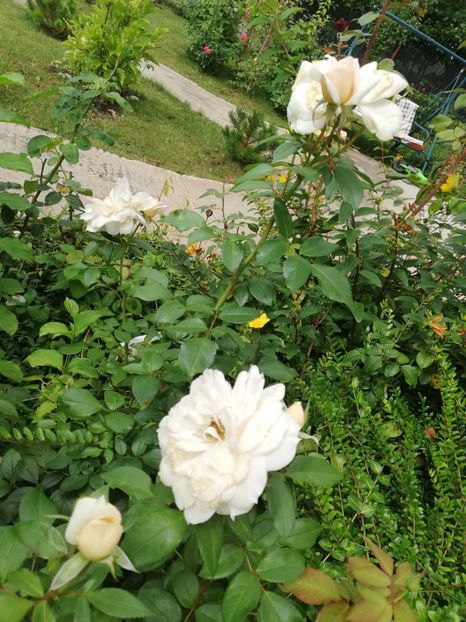  - Uetersener klosterrose- urcator