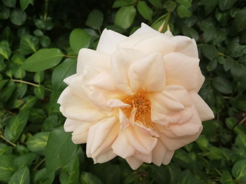  - Uetersener klosterrose- urcator