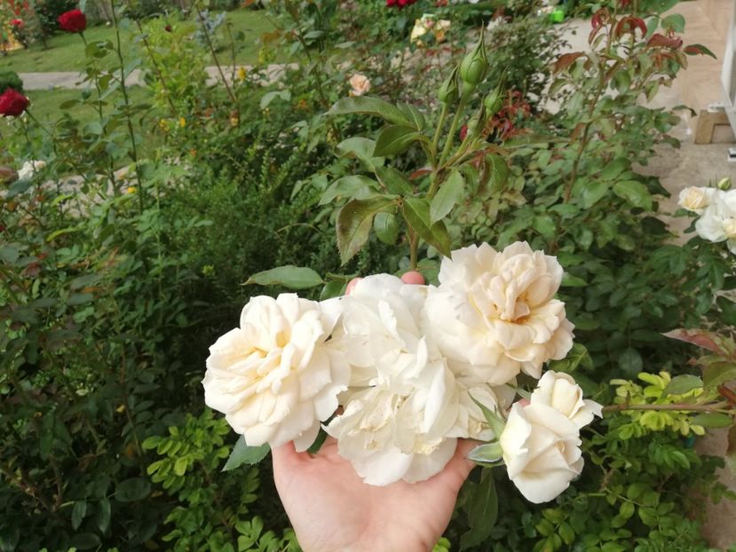  - Uetersener klosterrose- urcator