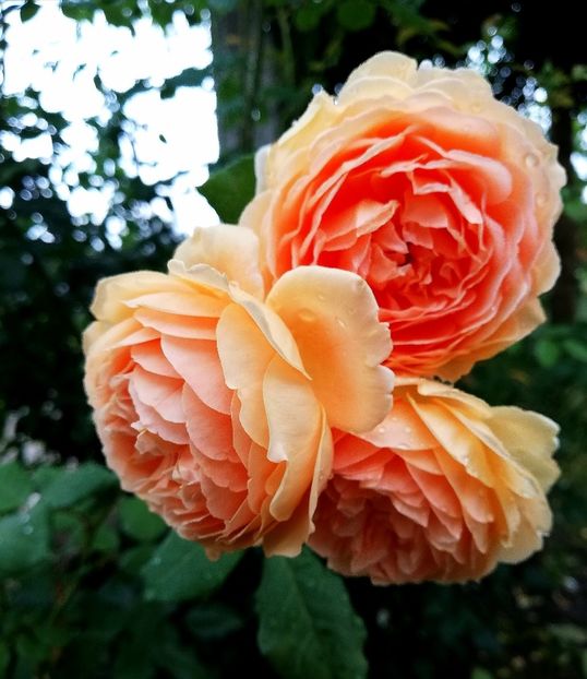  - Crown Princess Margareta