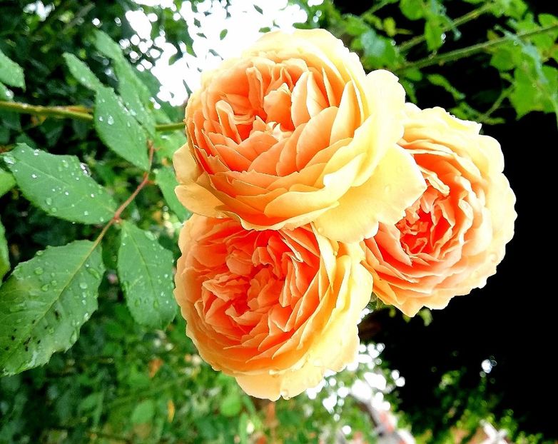  - Crown Princess Margareta