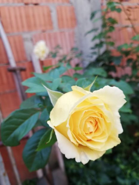  - Cyrano de Bergerac