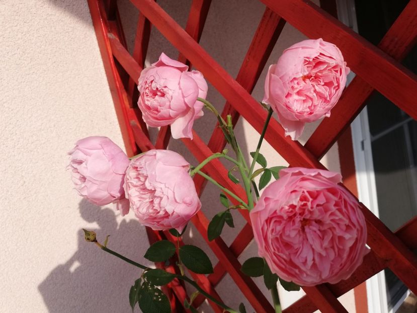  - Alnwick castle rose