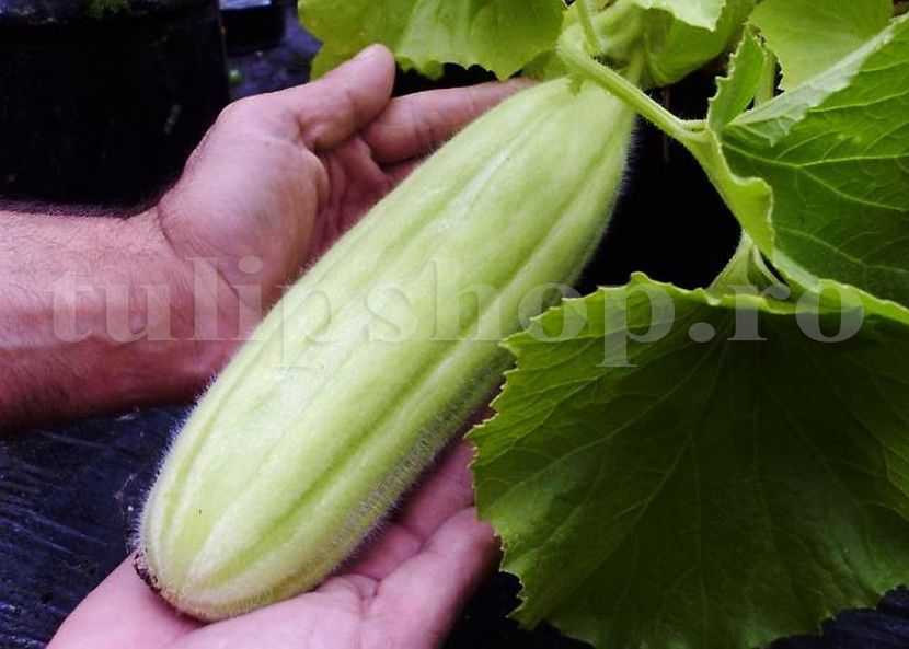 Seminte Castravete Carosello Barese 100buc. - Seminte legume Dec 2019